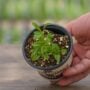 Cilantro – 4″ Pot
